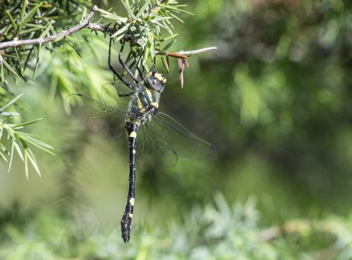 Macromia splendens